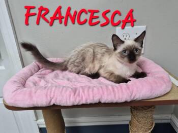 Francesca -  Domestic Short Hair Cat for Adoption in Rome, Georgia - Francesca | PetCurious