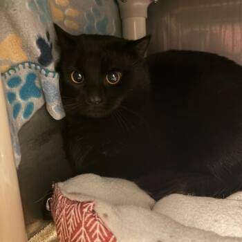 Domestic Short Hair Cats Available for Adoption in Morristown, Vermont - Shivers | PetCurious