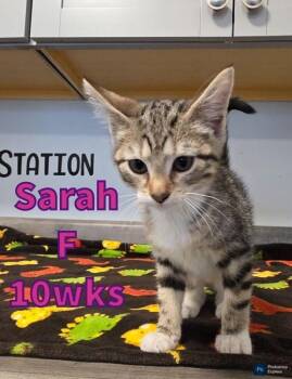 Domestic Short Hair Cats Available for Adoption in Liberty, Missouri - Sarah | PetCurious