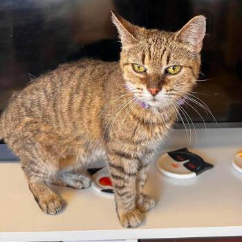 Lucy -  Domestic Short Hair Cat for Adoption in Philadelphia, Pennsylvania - Lucy | PetCurious