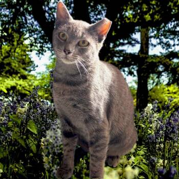 Zurina -  Domestic Short Hair Cat for Adoption in Boston, Massachusetts - Zurina | PetCurious