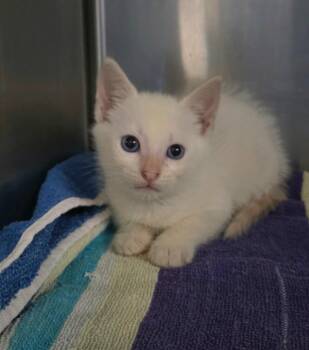 Clam -  Domestic Short Hair Cat for Adoption in Ocala, Florida - Clam | PetCurious