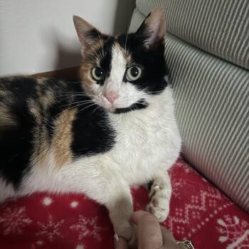 Calico Cats Available for Adoption in Morganton, North Carolina - Liv | PetCurious