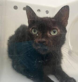 Taro -  Domestic Short Hair Cat for Adoption - Taro | PetCurious
