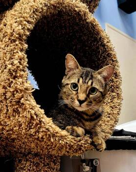 Cedar Willow -  Domestic Short Hair and Tabby Cat for Adoption in Chandler, Arizona - Cedar Willow | PetCurious
