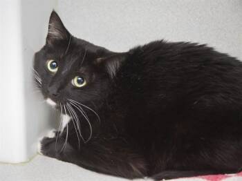 TROOP -  Domestic Short Hair Cat for Adoption in Phoenix, Arizona - TROOP | PetCurious
