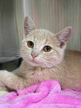 Rescue Domestic Short Hair Cats for Adoption in Menomonie, Wisconsin - Dorthea | PetCurious