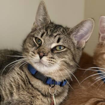 Domestic Short Hair Cats Available for Adoption - Butch Cassidy | PetCurious