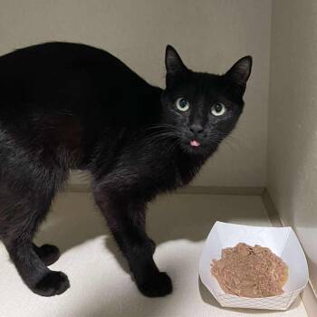 Delphinium -  Domestic Short Hair Cat for Adoption in Winthrop, Maine - Delphinium | PetCurious