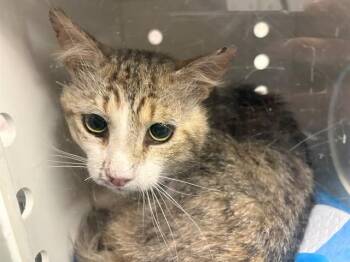 Domestic Short Hair Cats Available for Adoption in Ontario, California - LORD WHISKERS | PetCurious
