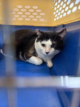 Domestic Short Hair Cats Available for Adoption - Woody | PetCurious