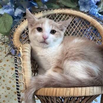 Fernando -  Domestic Short Hair Cat for Adoption in Toms River, New Jersey - Fernando | PetCurious