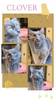 clover -  Domestic Long Hair Cat for Adoption in Rensselaer, Indiana - Clover | PetCurious