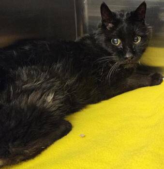 Lemmy 45920 -  Domestic Short Hair Cat for Adoption in Pocatello, Idaho - Lemmy 45920 | PetCurious