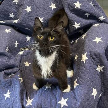 Socks -  Domestic Short Hair Cat for Adoption in Columbus, North Carolina - Socks | PetCurious