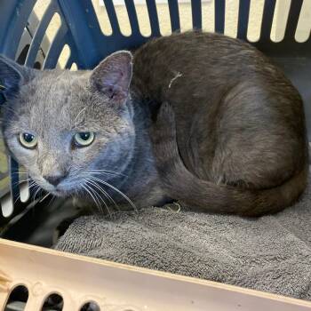Domestic Short Hair Cats Available for Adoption in Memphis, Tennessee - TY | PetCurious
