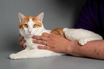 Moosa -  Domestic Short Hair Cat for Adoption in Longmont, Colorado - Moosa | PetCurious