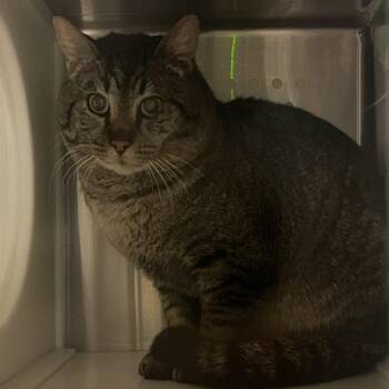 Domestic Short Hair Cats Available for Adoption - Pot O