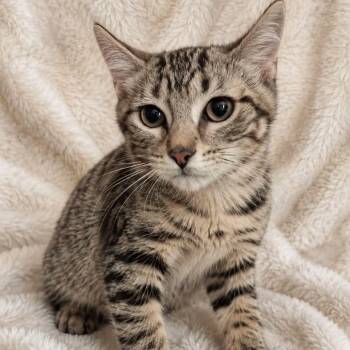 Josephine -  Tabby Cat for Adoption in Wyandotte, Michigan - Josephine | PetCurious
