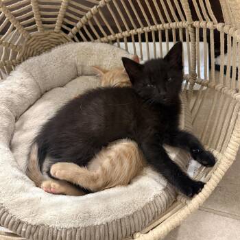Rascal -  Domestic Short Hair Cat for Adoption in Seneca, South Carolina - Rascal | PetCurious