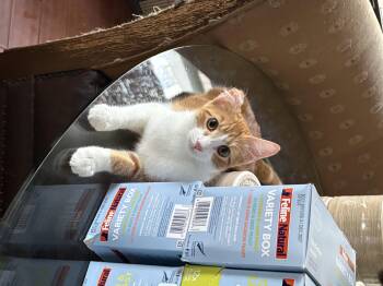 Marmalade -  American Shorthair Cat for Adoption in San Diego, California - Marmalade | PetCurious