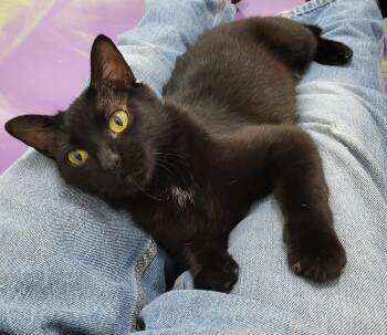 Rescue Domestic Short Hair Cats for Adoption in Anna, Illinois - Sabrina | PetCurious