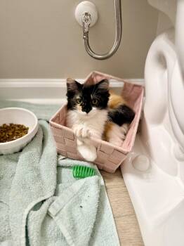 Domestic Long Hair Cats Available for Adoption in Camden, South Carolina - Kahoots | PetCurious