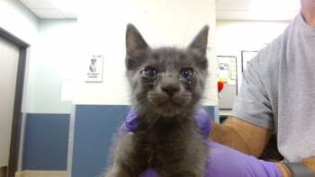 BLUE -  Russian Blue Cat for Adoption in Doral, Florida - BLUE | PetCurious