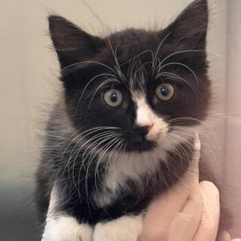 Frankie -  Domestic Short Hair Cat for Adoption in Tampa, Florida - Frankie | PetCurious