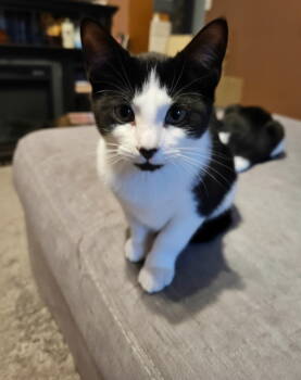 Rescue Tuxedo and Domestic Short Hair Cats for Adoption - Raoul | PetCurious