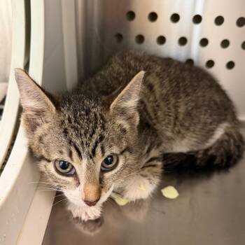 Mouse -  Domestic Short Hair Cat for Adoption in Norman, Oklahoma - Mouse | PetCurious