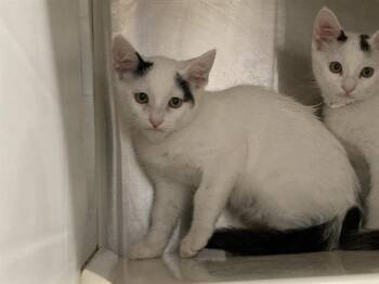 TED -  Domestic Short Hair Cat for Adoption in Tustin, California - TED | PetCurious