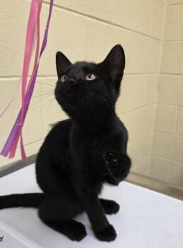 Bonita -  Domestic Short Hair Cat for Adoption in Westland, Michigan - Bonita | PetCurious