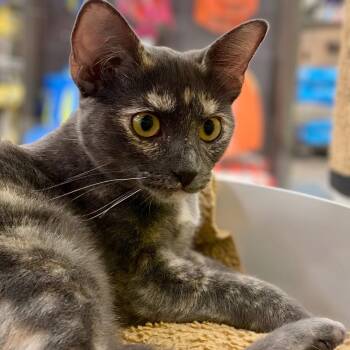 Chani -  Domestic Short Hair Cat for Adoption in Austin, Texas - Chani | PetCurious