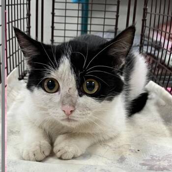 Freya -  Domestic Short Hair Cat for Adoption in Las Cruces, New Mexico - Freya | PetCurious