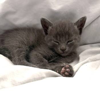 Misha (Bonded to Dima) -  Russian Blue Cat for Adoption in Ypsilanti, Michigan - Misha (Bonded To Dima) | PetCurious