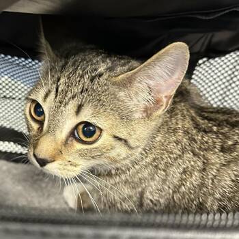 Apple Jacks -  Domestic Short Hair Cat for Adoption in Greensboro, North Carolina - Apple Jacks | PetCurious