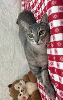 261234  Candace -  Domestic Short Hair Cat for Adoption in Wetumpka, Alabama - 261234  Candace | PetCurious