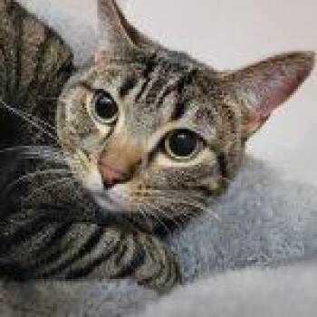 Loafer -  Tabby Cat for Adoption in Green Valley, Arizona - Loafer | PetCurious