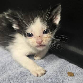 Pawsta -  Domestic Short Hair Cat for Adoption in Morganton, North Carolina - Pawsta | PetCurious