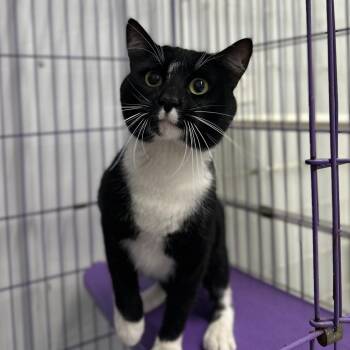 Rocket -  Domestic Short Hair Cat for Adoption in Spanish Fork, Utah - Rocket | PetCurious