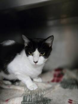 Rescue Domestic Short Hair Cats for Adoption in Kingston, New York - Lily | PetCurious