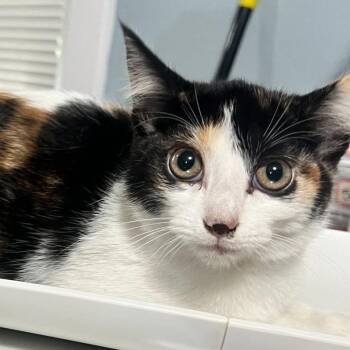 Peacock -  Domestic Short Hair Cat for Adoption in Riverwoods, Illinois - Peacock | PetCurious
