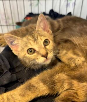 Domestic Short Hair Cats Available for Adoption in Cincinnati, Ohio - Cygnet | PetCurious