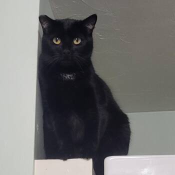 Echinacea -  Domestic Short Hair Cat for Adoption in Brimfield, Massachusetts - Echinacea | PetCurious