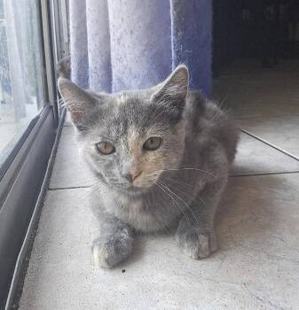 Dotty -  Domestic Medium Hair Cat for Adoption in Oviedo, Florida - Dotty | PetCurious