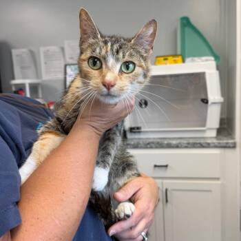 Gwinnie -  Domestic Short Hair Cat for Adoption in Watertown, New York - Gwinnie | PetCurious