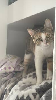 Sally -  American Shorthair Cat for Adoption in Philadelphia, Pennsylvania - Sally | PetCurious