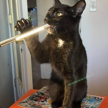 Boo -  Domestic Short Hair Cat for Adoption in Eugene, Oregon - Boo | PetCurious