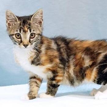 Blossom -  Torbie Cat for Adoption in Maynardville, Tennessee - Blossom | PetCurious